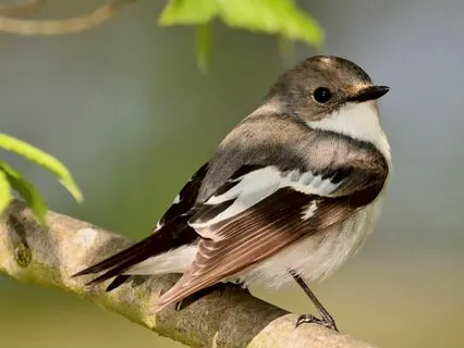 Yoga Nidra For The Morning