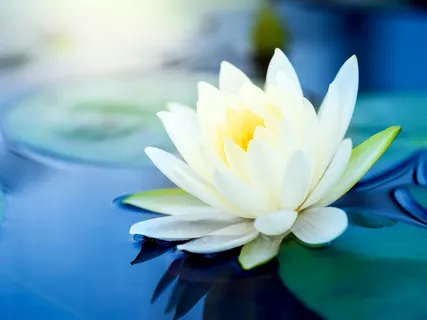 Yoga Nidra For The New Year