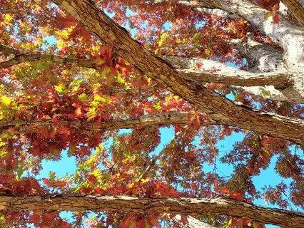 Yoga Nidra For The Season Of Gratitude