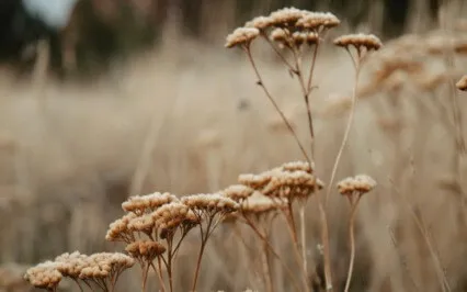 Yoga Nidra For The Seasons Within