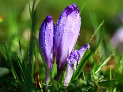 Yoga Nidra For The Spring Equinox 2025