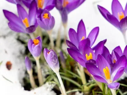 Yoga Nidra For The Spring Equinox: Rebirth
