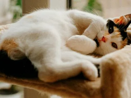 Yoga Nidra For Throat Chakra