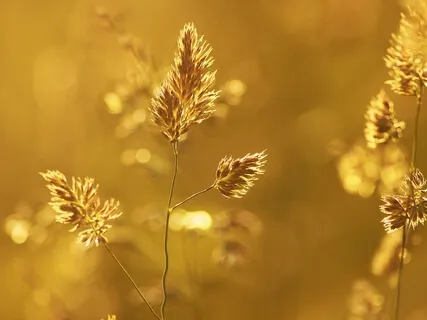 Yoga Nidra For Total Relaxation With Calming Nature Sounds