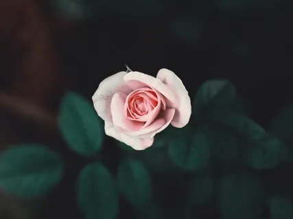 Yoga Nidra For Transformation & Healing