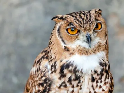 Yoga Nidra For Trusting Inner Wisdom