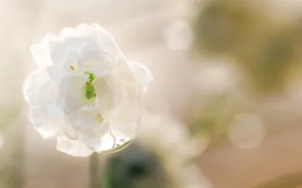 Yoga Nidra For Vitality