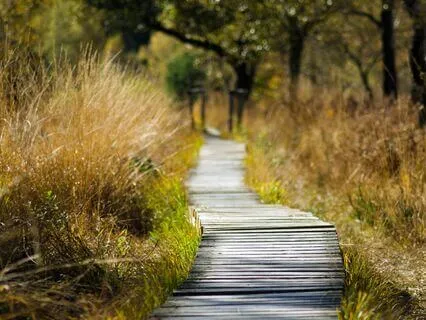 Yoga Nidra For Welcoming Autumn