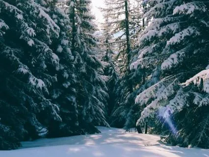 Yoga Nidra For Winter Rest And Renewal