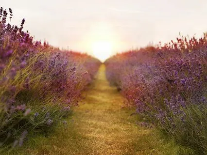 Yoga Nidra For Work-Life Alignment