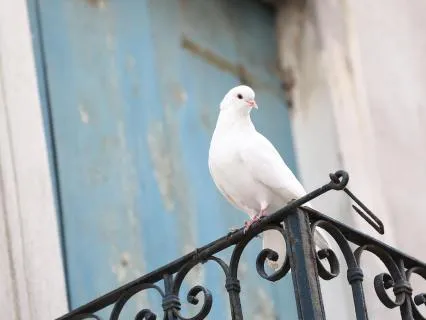 Yoga Nidra For World Peace & Collective Healing