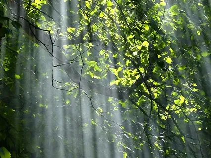 Yoga Nidra - Forest Journey