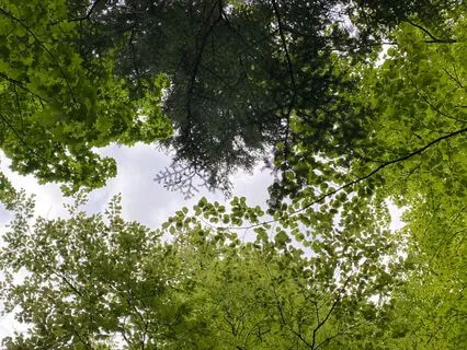 Yoga Nidra Foundational Session