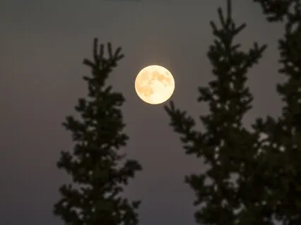 Yoga Nidra: Freedom Through Sleep