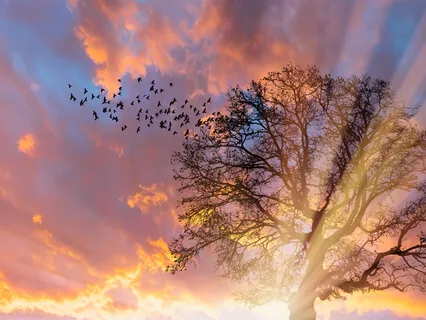 Yoga Nidra - Freedom