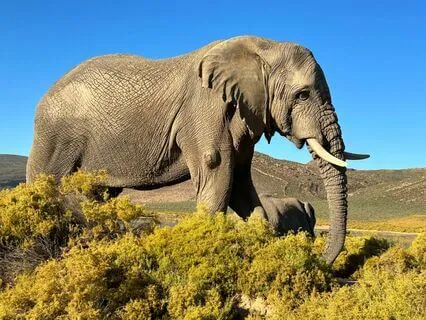 Yoga Nidra From The African Soil