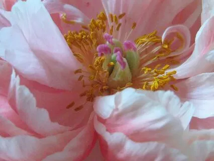 Yoga Nidra: Gentle Integration