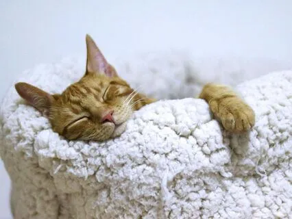 Yoga Nidra - Gentle Massage For Your Nervous System