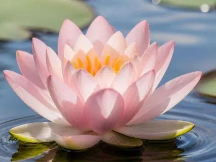Yoga Nidra | Gentle Release Of Cortisol | Voice Only