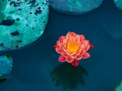 Yoga Nidra: Gentle Rest