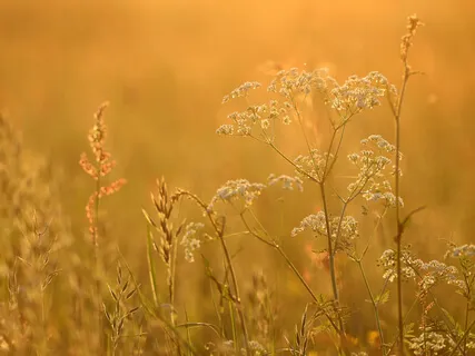 Yoga Nidra: Golden Light Radiance 