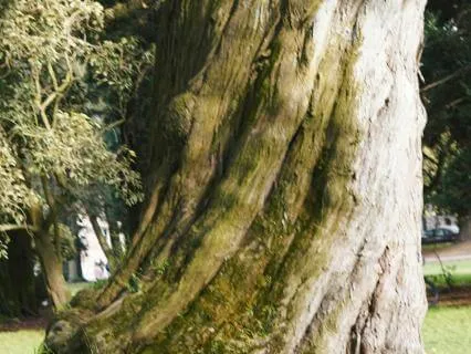 Yoga Nidra: Grandmother Tree For Rootedness & Rest