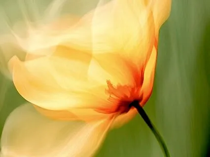 Yoga Nidra For Grounded Presence