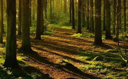 Yoga Nidra Grounding Forest Walk For Deep Relaxation