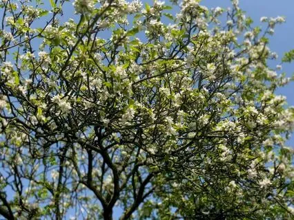 Yoga Nidra Grounding Practice