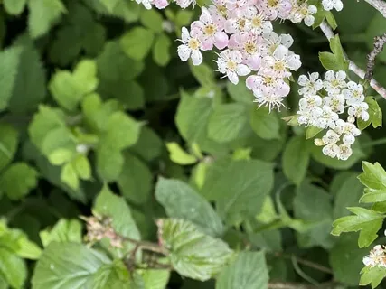 Yoga Nidra - Hawthorn Heart Medicine