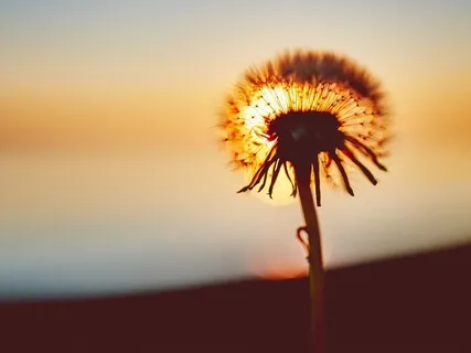 Yoga Nidra - Heart Blooming