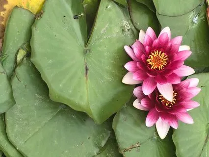 Yoga Nidra: Heart Of Compassion (Live, No Music)