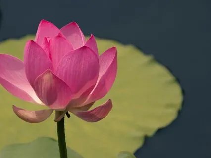 Yoga Nidra: I Am Awareness