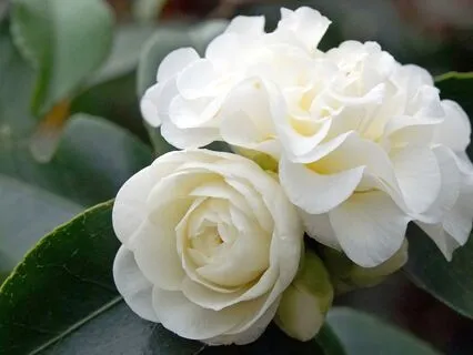 Yoga Nidra: Illuminating The Inner Realms