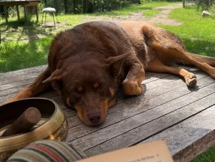 Yoga Nidra In Nature