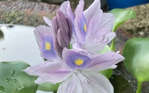 Yoga Nidra - In The Lap Of Mother Earth