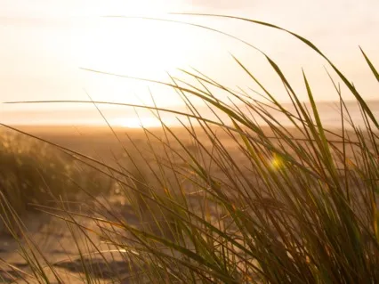 Yoga Nidra In The Twilight