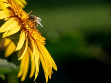 Yoga Nidra: Inner Joy And Earth Harmony