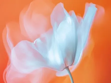 Yoga Nidra: Inner Light