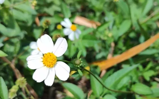 Yoga Nidra: Inner Peace- Journey To The Meadow