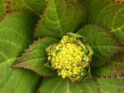 Yoga Nidra: Inner Sanctuary (Live, No Music)