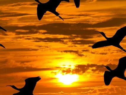 Yoga Nidra-Inspired Open-Ended Sleep With Music