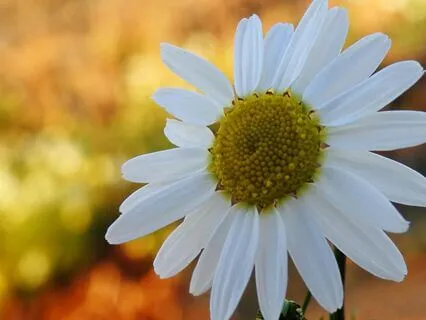 Yoga Nidra: Into The Heart Of Presence