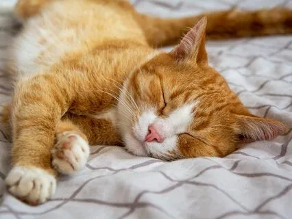 Yoga Nidra Journey Into Deep Sleep