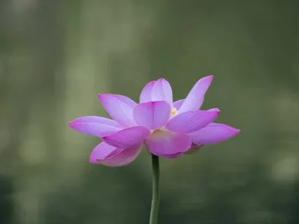 Yoga Nidra: Journey Through The 5 Bodies