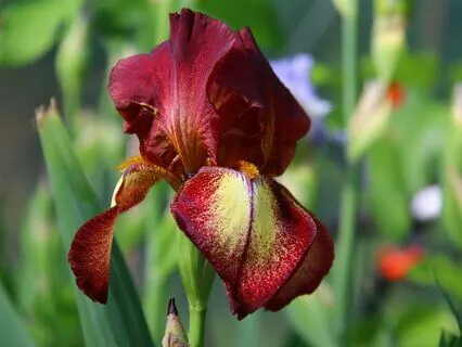 Yoga Nidra: Journey Through The 5 Elements