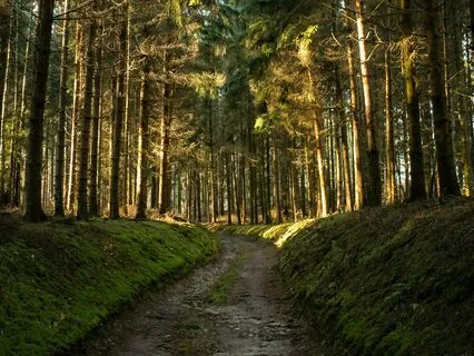 Yoga Nidra - Journey With The Breath