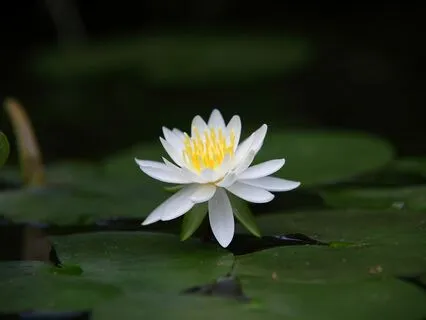 Yoga Nidra: Land Of The Body