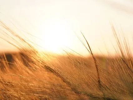 Yoga Nidra Late Summer Evening: Abundance & Let Go