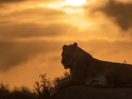 Yoga Nidra: Lead Yourself